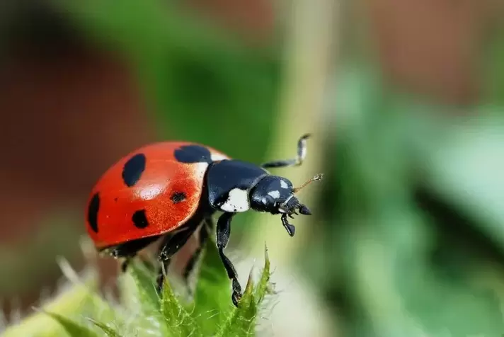 amulette porte-bonheur - coccinelle